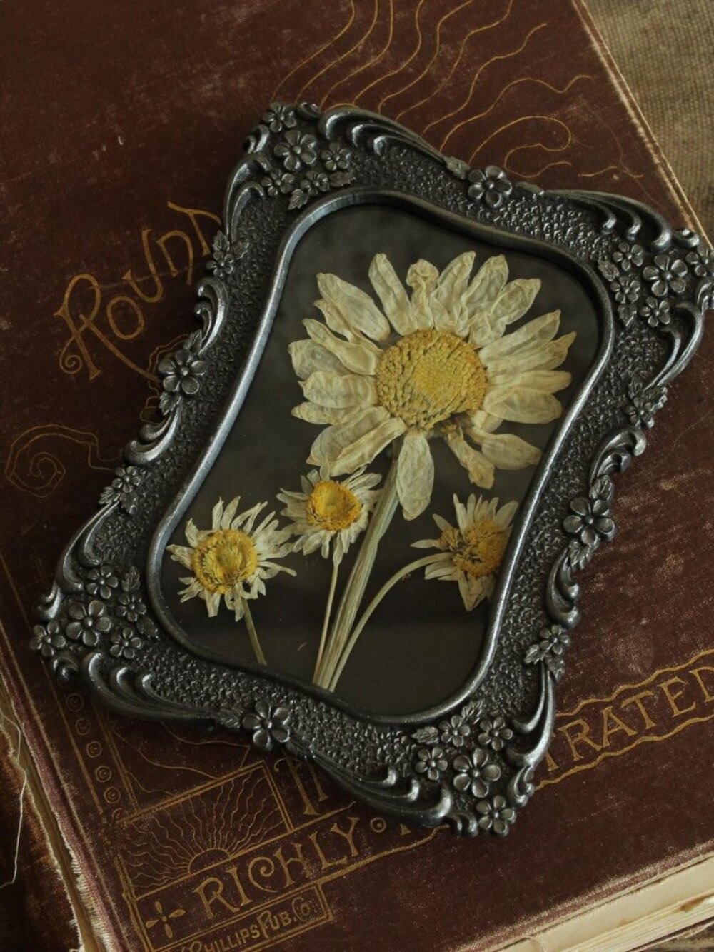 Framed Handmade Pressed Dried Flower, Shasta and Wild Daisies in Ornate Frame